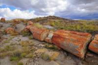 Petrified tree Tronc pétrifié (Petrified Forest National Park, USA, Arizona)
